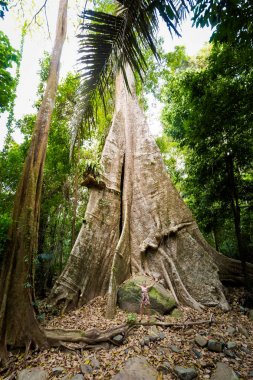 Eski ağaç Khao Phanom Bencha