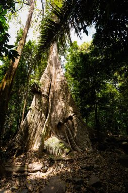 Eski ağaç Khao Phanom Bencha