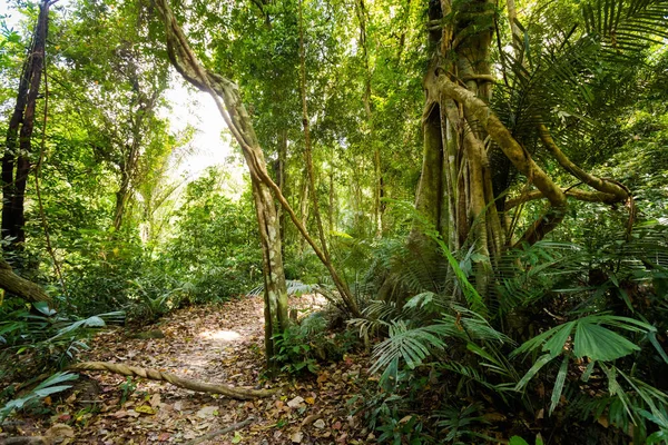 Parque Nacional Khao Phanom Bencha — Foto de Stock