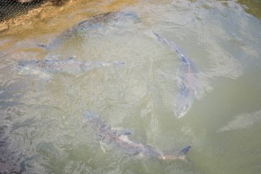 Tropikal Koh Klang Adası Güney Tayland Krabi'Balık çiftliği. Güney Doğu Asya'nın tarım.