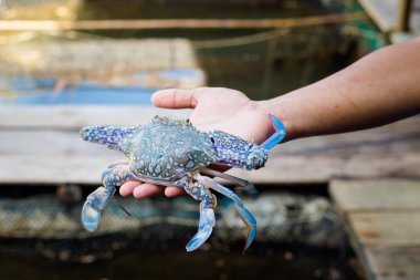 Tropikal Koh Klang Adası Güney Tayland Krabi'turizm holding mavi yengeç. Güney Doğu Asya grupta deniz ürünleri.