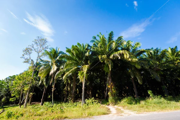 Vista Plantación Palma Coco Tropical Krabi Sur Tailandia Paisaje Tomado — Foto de Stock