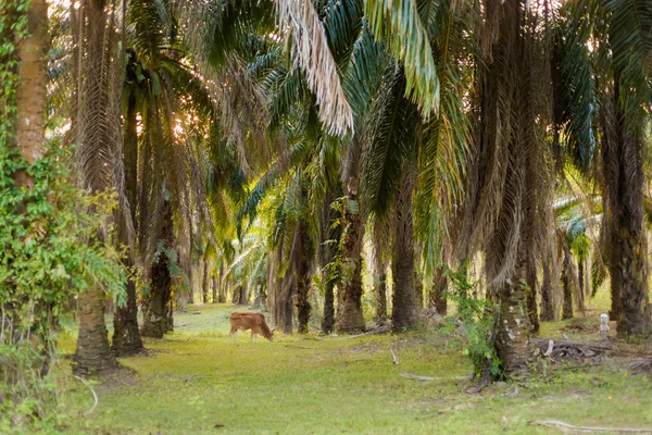Vista Sobre Plantación Palma Coco Tropical Con Vaca Krabi Sur — Foto de Stock