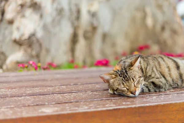 Cat Prachtige Oude Architectuur Van Side Stad Turkije Antalya — Stockfoto