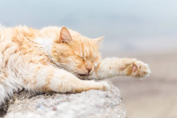 Cat Prachtige Oude Architectuur Van Side Stad Turkije Antalya — Stockfoto