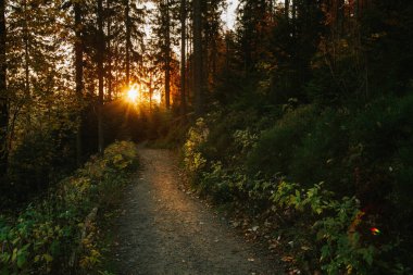 Beskidy Dağları, Babia Gora 'da sabah çekilen güzel manzara gündoğumu fotoğrafı. Diablak Tepesi yolunda, Babiogorski Park Narodowy