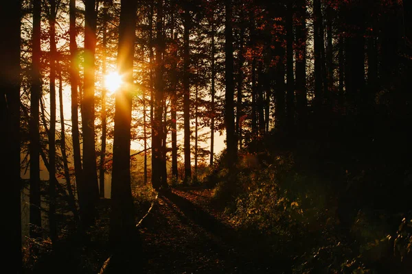 洗練されたベスキディの山々で撮影された美しい風景日の出写真 午前中にBabia Gora 糖尿病のピークに向かう途中で Babiogorski Park Narodowy — ストック写真