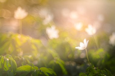 Çiçek açan güzel şakayık çiçeklerinin makro fotoğrafçılığı - bahar mevsimi konseptinin işareti.