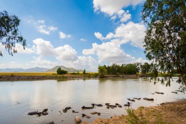 Bufaloların tropikal Mekong Delta, Vietnam 'da nehir banyosu yaptığı yaz manzarası. Güneydoğu Asya 'da motosiklet gezisi.