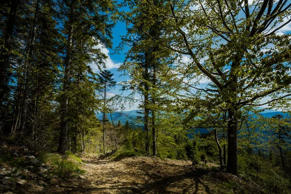 Bellissimo Panorama Sulle Montagne Polacche Beskidy Sulla Strada Rysianka Romanka — Foto Stock