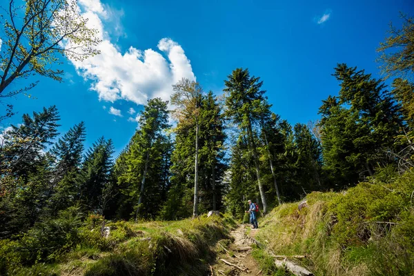 Bellissimo Panorama Con Anziano Turista Avendo Trekking Preso Montagne Polacche — Foto Stock