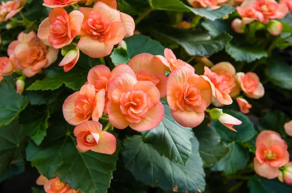 Rostliny Begonia kvetoucí v zahradě — Stock fotografie