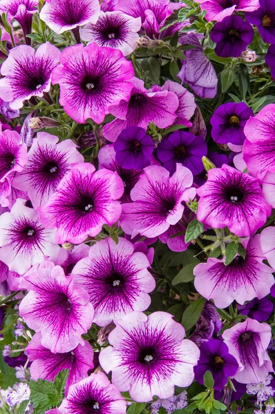 Plantas coloridas de petunia en plena floración — Foto de Stock