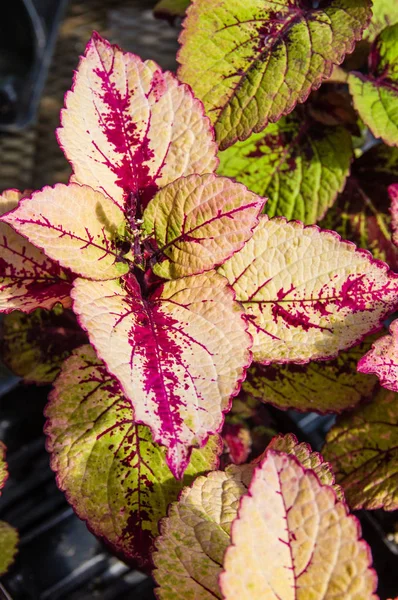 Colorful leaves on coleus plants — Stock Photo, Image