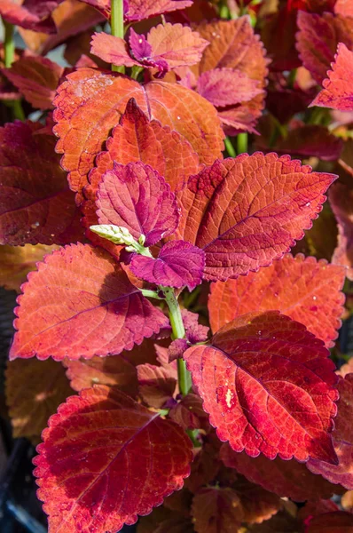 Colorful leaves on coleus plants — Stock Photo, Image