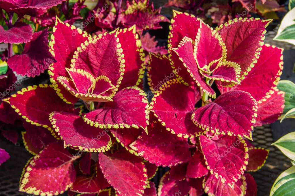 Colorful leaves on coleus plants — Stock Photo