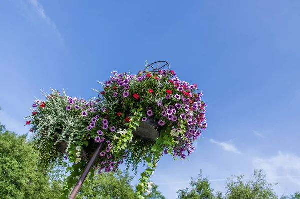 Petunia flowers in full bloom in containers — Stock Photo, Image