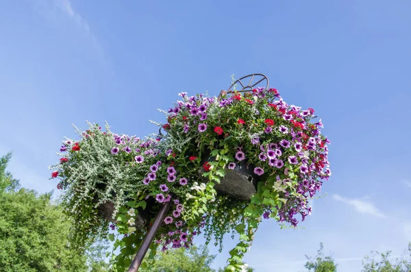 Petunia flowers in full bloom in containers — Stock Photo, Image