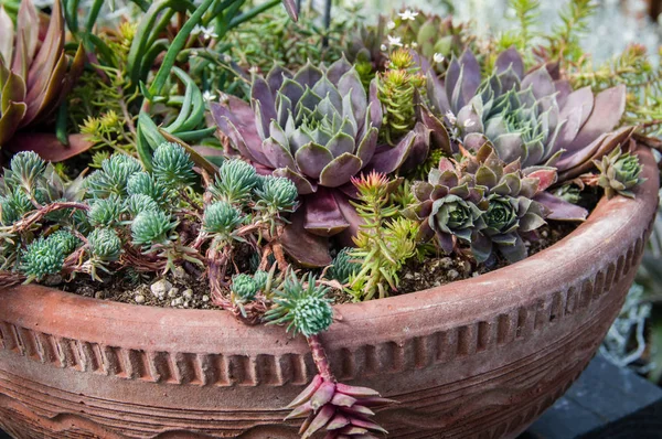 Container kweken van sedum planten met kleurrijke bladeren — Stockfoto