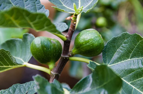 Green figs on a bush — Stock Photo, Image
