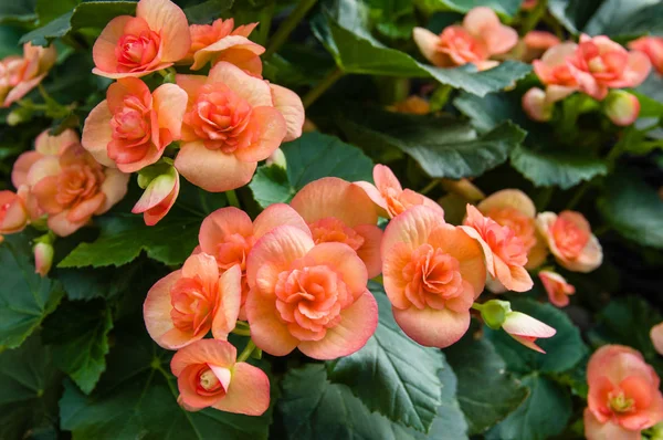 Begonia plantas florescendo no jardim — Fotografia de Stock