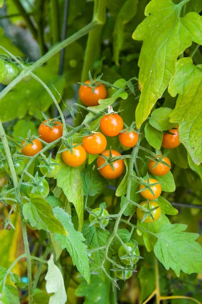 Tomates cerises jaunes dans le jardin — Photo