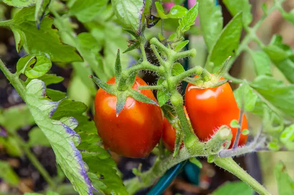 Tomates fraîches en pâte dans le jardin — Photo