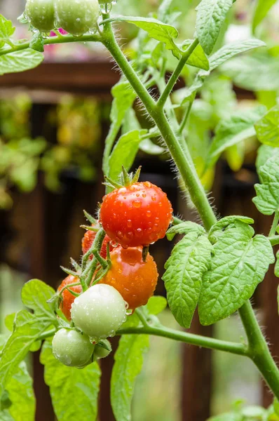 Świeże pomidory wiśniowe w ogrodzie — Zdjęcie stockowe