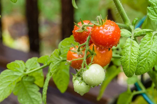Tomates cereja frescos no jardim — Fotografia de Stock