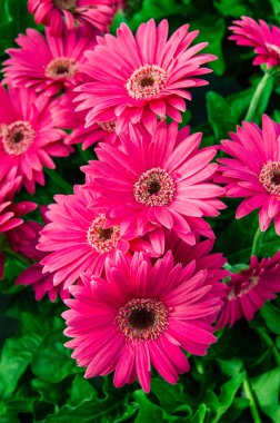 Pembe Gerbera papatya çiçek çiçeklenme