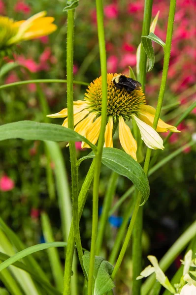 สีเหลือง Echinacea ดอกไม้กับผึ้ง — ภาพถ่ายสต็อก