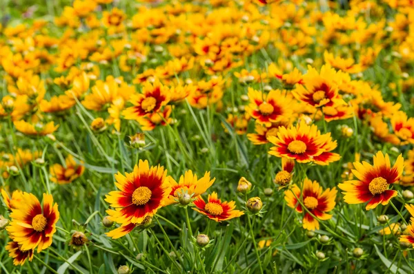 Meadow of yellow and red dasies — Stock Photo, Image