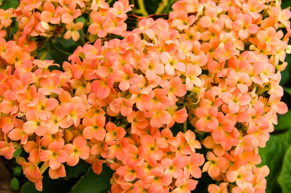 Kalanchoe oranžová květiny v plném květu — Stock fotografie