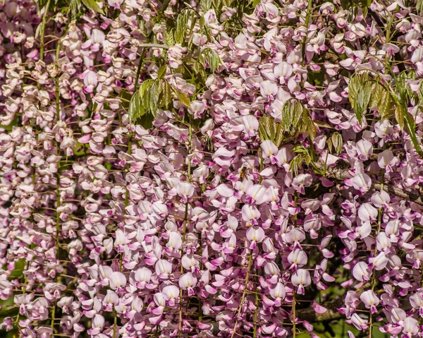 Wisteria viiniköynnöksen täydessä kukassa — kuvapankkivalokuva