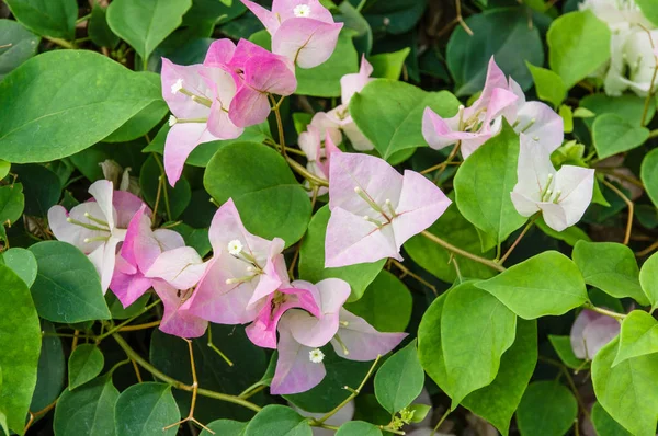 Рожеві Бугенвіля квіти в розквіті — стокове фото