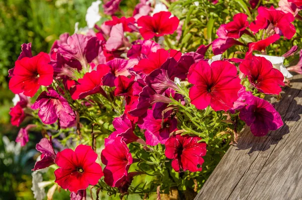 Red petunia flowers blooming in basket — Stock Photo, Image