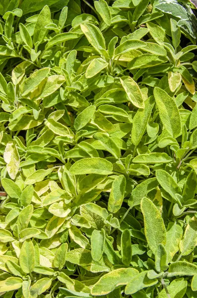 Piante di salvia verde variegata — Foto Stock