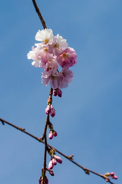 Flores de cerezo rosadas con cielo azul — Foto de Stock