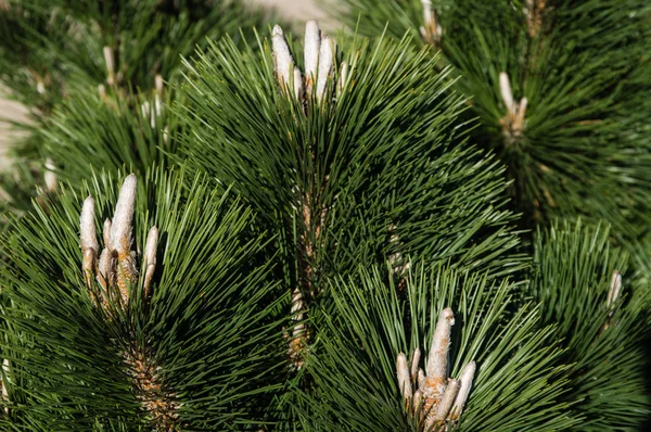 Pine tree with fresh candles and needles — Stock Photo, Image