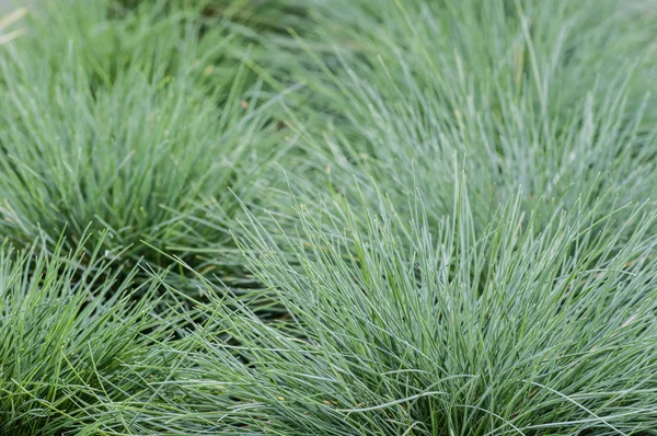 Festuca glauca grass in a planting bed — Stock Photo, Image