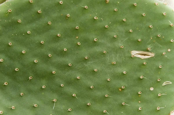 Kaktüs yaprak keskin iğne ile — Stok fotoğraf