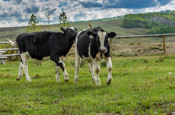İki inek otlatma mera — Stok fotoğraf