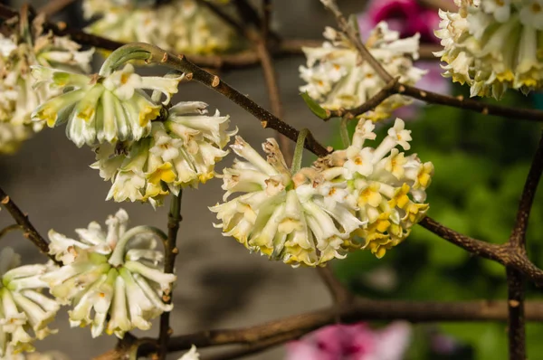 Vita blommande buske — Stockfoto