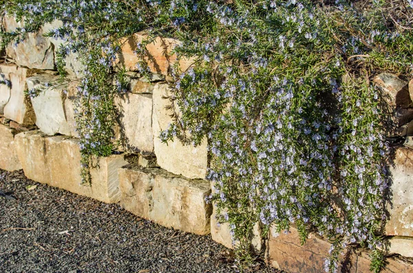 Blue flowering vine growing on rock wall