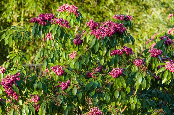 Pieris japonica bush i full blom — Stockfoto