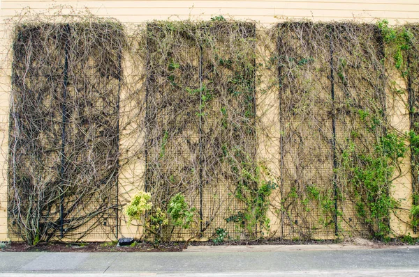 Vining växter på väggstruktur — Stockfoto