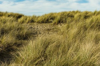 Kumların üzerinden kumul yıpranmış yolunda