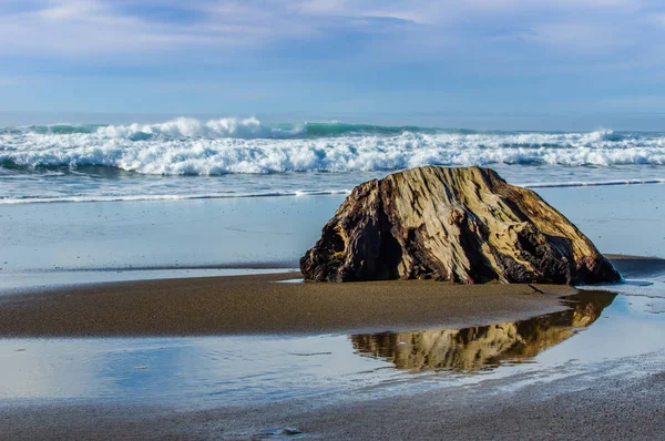 Piaszczysta plaża z driftwood dziennika — Zdjęcie stockowe