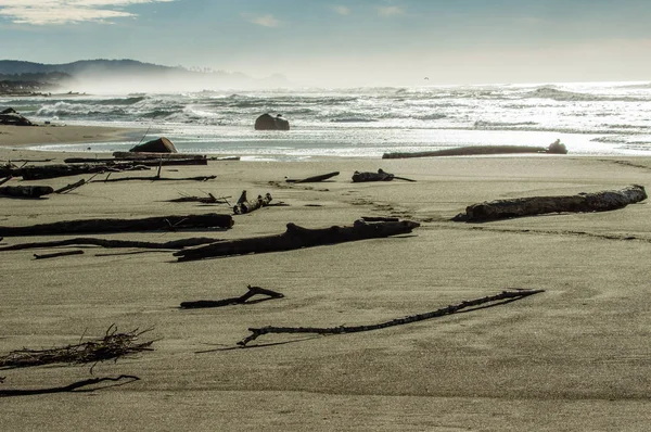 Sandy beach with driftwood logs — Stock Photo, Image