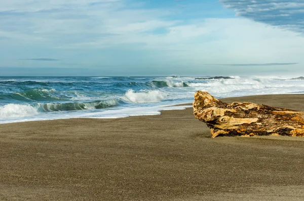 Sandy beach dalgaların karaya attığı odun günlük ile — Stok fotoğraf